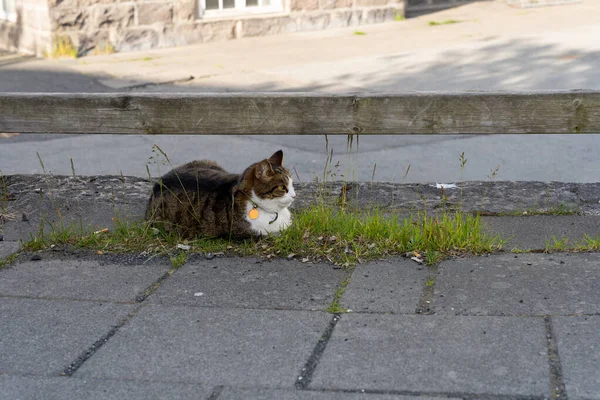 Κατοικίδια Γάτα Κάθεται Στο Πράσινο Γρασίδι Patch Στο Δρόμο — Φωτογραφία Αρχείου