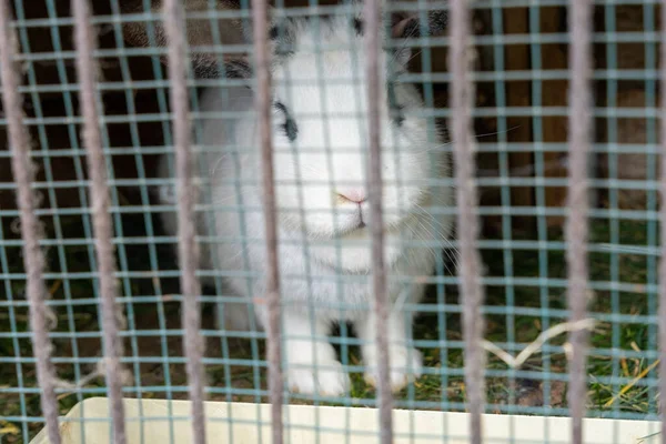 Білий Кролик Клітці Металевою Сіткою Паркану — стокове фото