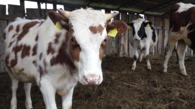 Metal çitlerin arkasındaki inek ahırında genç, kırmızı Holstein buzağı.