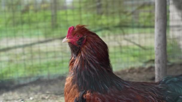 在鸡舍的围栏后面把母鸡关起来 — 图库视频影像