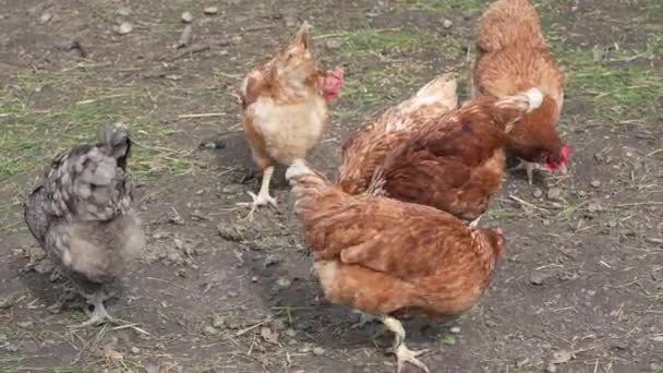 Chickens Pecking Ground Chicken Enclosure — Stock Video