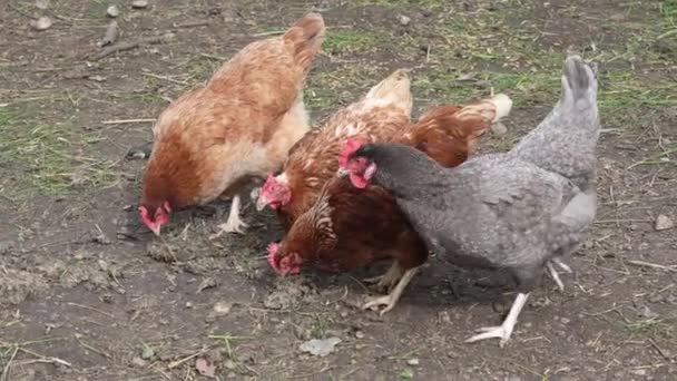 Ayam Mematuk Tanah Kandang Ayam — Stok Video