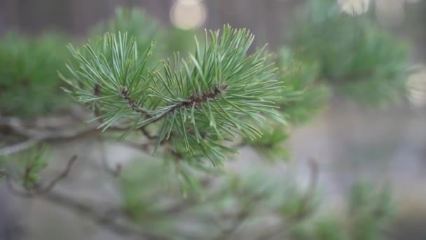 用绿针把松树枝条围起来 — 图库视频影像
