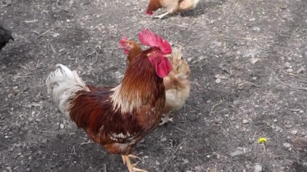Rooster Crowing Chicken Enclosure Other Chicken Background — Stock Video