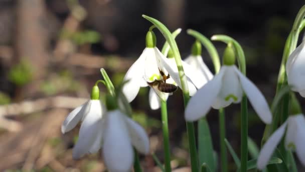 Una Abeja Recolectando Polen Flor Blanca Gota Nieve Galanthus Nivalis — Vídeo de stock