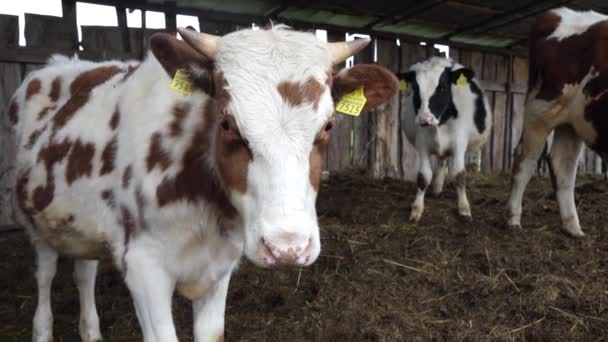 Νεαρό Κόκκινο Holstein Μοσχάρι Ταύρος Υπαίθριο Αχυρώνα Αγελάδα Πίσω Από — Αρχείο Βίντεο