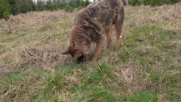 Owczarek Niemiecki Typ Psa Wąchanie Kopanie Trawie Szukam Kretów — Wideo stockowe