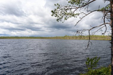 Estonya 'daki Luhasoo bataklığında bataklık gölü