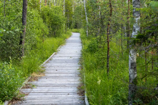 Yaz mevsiminde bataklık köprüsü