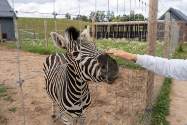 Kadınlar hayvanat bahçesinde metal çitlerin arkasında zebra besliyor.