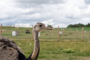 Hayvanat bahçesinde daha büyük rhea (rhea americana)