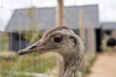 Büyük rhea (Rhea americana portresi)