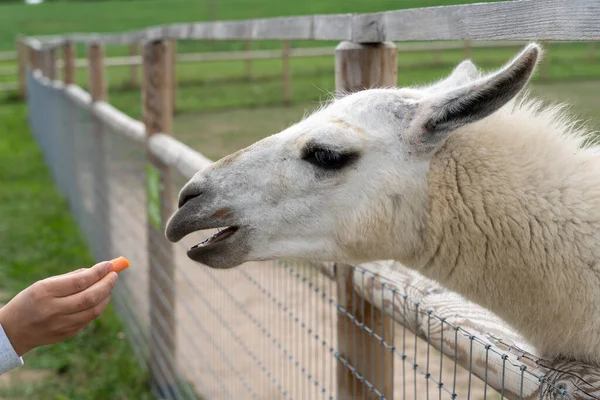 Белая Лама Ест Морковь Рук Металлическим Забором — стоковое фото