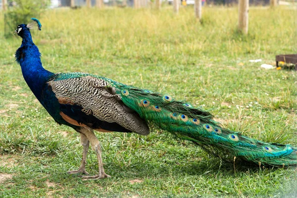Peacock Large Tail Green Grass — Stock Photo, Image