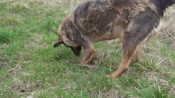 Ein Schäferhund Schnüffelt Und Wühlt Gras Maulwürfe Gesucht — Stockvideo