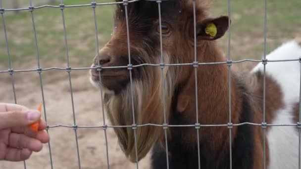 金属フェンスの背後にある手からニンジンを食べるブラウンの男性の国内ヤギ カプラハカス — ストック動画