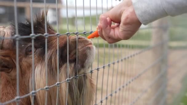 棕色雄性家养山羊 Capra Hircus 用手在金属栅栏后面吃胡萝卜 — 图库视频影像