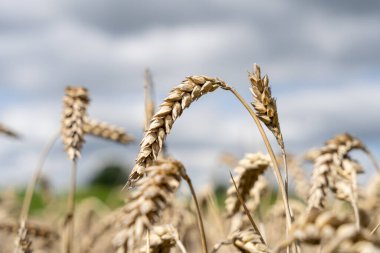 Serada bir sürü olgunlaşmamış domates yetişiyor.