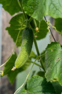 Serada bir sürü olgunlaşmamış domates yetişiyor.