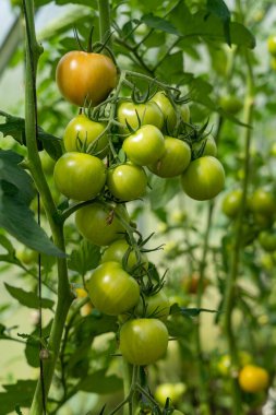 Serada bir sürü olgunlaşmamış domates yetişiyor.