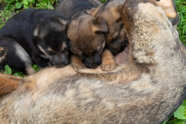Serada bir sürü olgunlaşmamış domates yetişiyor.