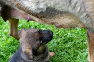 Serada bir sürü olgunlaşmamış domates yetişiyor.