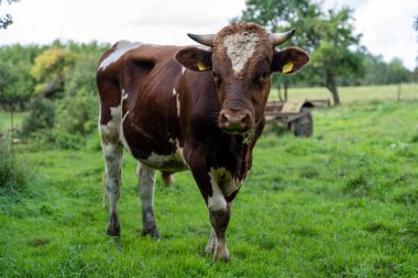 Serada bir sürü olgunlaşmamış domates yetişiyor.
