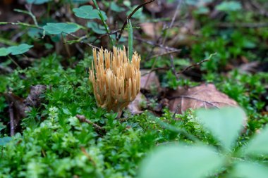 Serada bir sürü olgunlaşmamış domates yetişiyor.