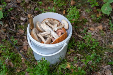 Serada bir sürü olgunlaşmamış domates yetişiyor.