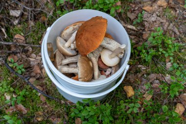 Serada bir sürü olgunlaşmamış domates yetişiyor.