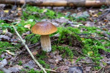 Serada bir sürü olgunlaşmamış domates yetişiyor.