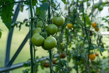 Serada bir sürü olgunlaşmamış domates yetişiyor.