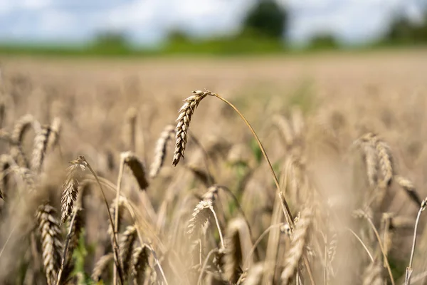 Serada bir sürü olgunlaşmamış domates yetişiyor.