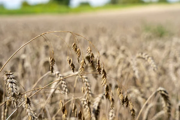 Serada bir sürü olgunlaşmamış domates yetişiyor.