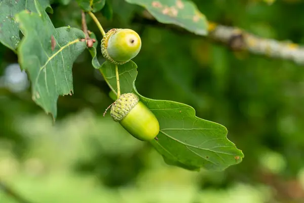 温室で栽培されている緑色の熟していないトマトの多く — ストック写真