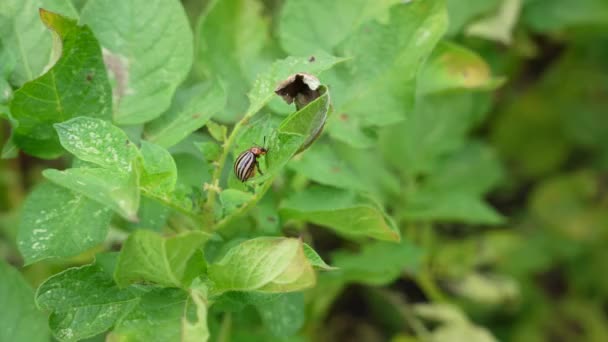Patates Yaprakları Üzerinde Colorado Patates Böceği Leptinotarsa Decemlineata — Stok video