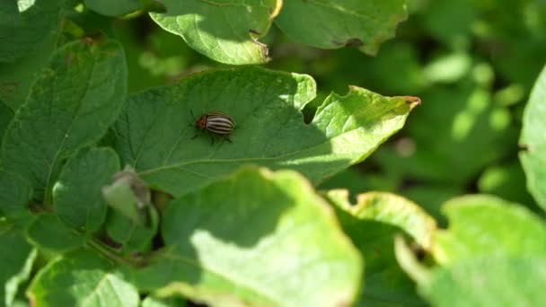 Escarabajo Patata Colorado Leptinotarsa Decemlineata Sobre Hojas Patata — Vídeos de Stock