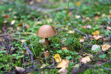 Leccinum scabrum, yaygın olarak kaba saplı bolete, skaler stalk, ve huş ağacı bolete mantarı olarak bilinir.