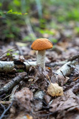 Tek portakallı huş paleti (Leccinum versipelle) mantarı. Ormanda