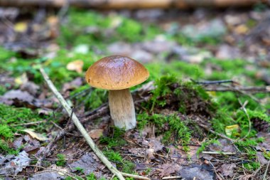 Ormanda yetişen tek bir Boletus edulis mantarı. Ayrıca Penny Bun, Sepet, Porcino veya Porcini olarak da bilinir.