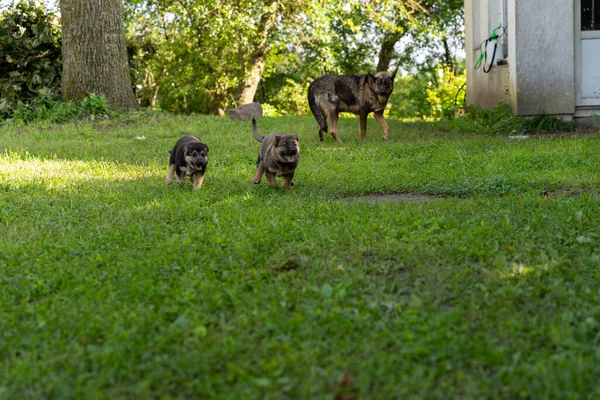 Two German Shepherd type a dog puppies running away from their mother