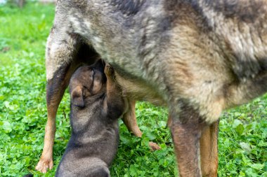 Alman çoban köpeği anneden süt emen bir köpek yavrusu.