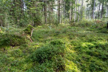 Yazın yeşil ormanın manzarası