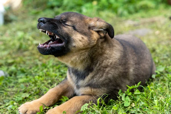 Portrait of german shepherd type a dog puppy howling with mouth open