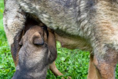 Alman çoban köpeği anneden süt emen bir köpek yavrusu.