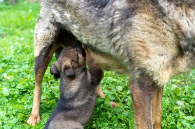 Alman çoban köpeği anneden süt emen bir köpek yavrusu.