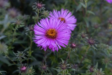 New England aster (Symphyotrichum novae-angliae) çiçekleri