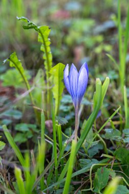 Baharın başlarında tek çiçekli mor örgü çiçeği. Mor crocus çiçeği, mor crocus