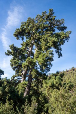 El Pino Gordo, dünyanın en büyük Kanarya Adası çamı (Pinus canariensis) ağacı. Tenerife, İspanya