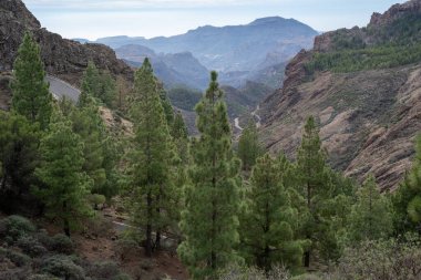 İspanya 'nın Gran Canaria adasındaki Roque Nublo volkanik kayasından manzara